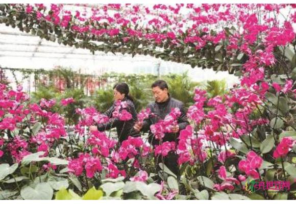 【网络媒体走转改】华蓥市因地制宜发展花卉产业 【网络媒体走转改】华蓥市因地制宜发展花卉产业