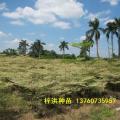锦叶榄仁