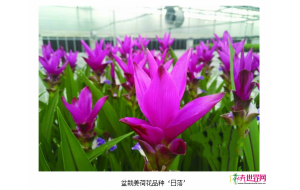 盆花市场“新贵”姜荷花初露锋芒 盆花市场“新贵”姜荷花初露锋芒