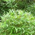 金丝葫芦竹