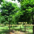 和顺树