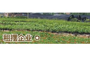 栏目介绍 -租摆企业