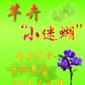 蝴蝶兰（小迷蝴）