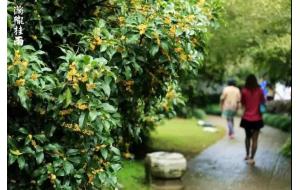桂花“独占三秋压群芳”，在园林中的应用有____