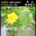 大红花
