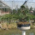 福建茶3 Carmona microphylla