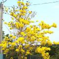 黄花风铃木