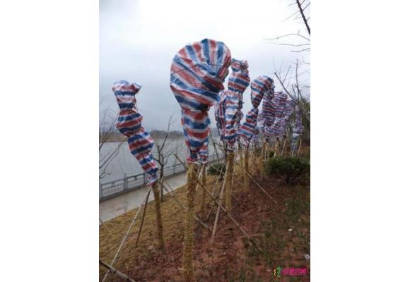 江西：赣南石城县为新植苗木“穿袄戴帽”御寒抗冻 