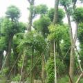 香樟树