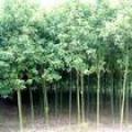 香樟（野生）