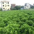 非洲茉莉