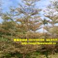 锦叶榄仁 花叶榄仁