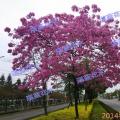 红花风铃木