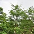 细叶榄仁