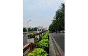 石家庄4万余盆时令花卉装点6条“空中花廊” 