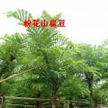 粉花山扁豆