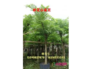 粉花山扁豆