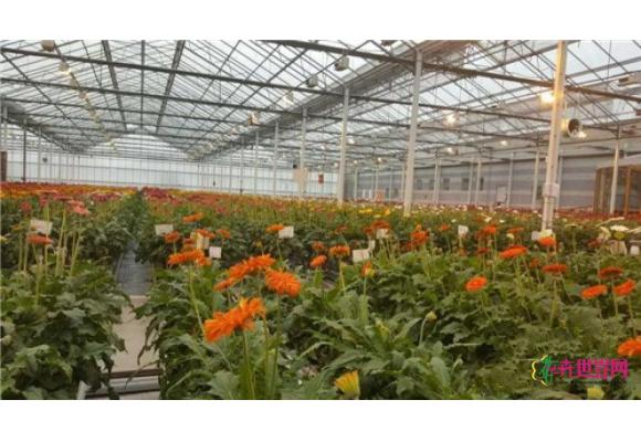 荷兰非洲菊如何做到优质高产 荷兰非洲菊如何做到优质高产