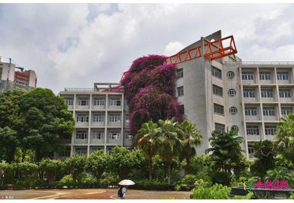 广西某大学现巨型“鲜花瀑布”十八年长30米高探出墙壁“飞流直下”!实属罕见! 广西某大学现巨型“鲜花瀑布”十八年长30米高探出墙壁“飞流直下”!实属罕见!