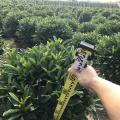 非洲茉莉