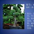 榆树