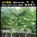 大叶紫薇