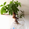 水培玻璃花瓶  陶瓷花盆 水培花瓶 水培花卉专用 水培花盆 玻璃鱼缸 水族器材 园艺资材  营养液 消毒液 工艺花盆特色盆景 水草 彩砂  