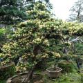黄芽罗汉松