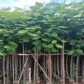 宫粉紫荆