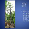 枇杷