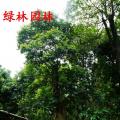 万紫千红