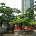 台湾罗汉松