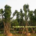 多头香樟树