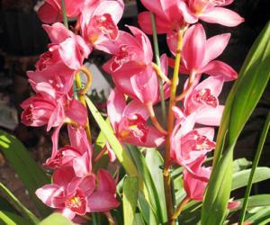 元旦花市:花价普遍看涨兰花被热炒