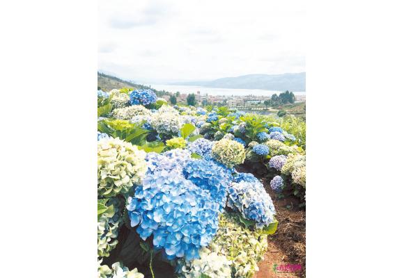 持续抢占行业制高点 昆明打好花卉产业牌 持续抢占行业制高点 昆明打好花卉产业牌