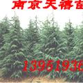 雪松