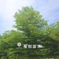 小叶榄仁