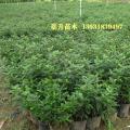 清香木 胡椒木