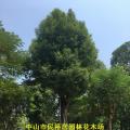 香樟
