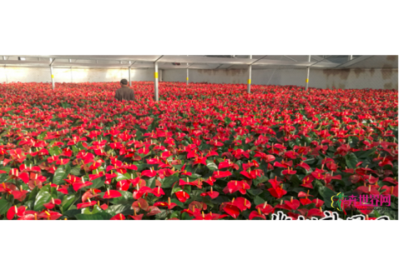 桂东县普乐镇花卉扶贫基地