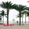 壮杆蜜枣（庭园造景）