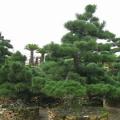 日本黑松