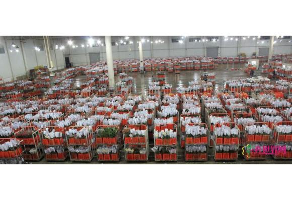 云南：昆明呈贡斗南花市每4秒成交1笔 