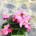 四季海棠