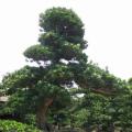 日本罗汉松