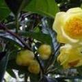 中东金花茶