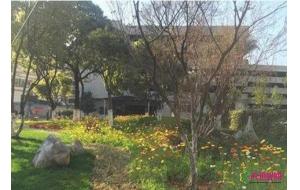 昆明：滇池路今秋将现黄色花海 换装“乡土衣”