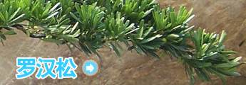 栏目介绍 -罗汉松