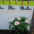石竹