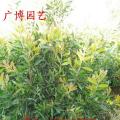 多花红千层